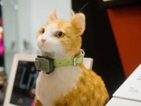 did-you-ever-want-a-smartphone-for-your-pet?-well,-here-it-is!