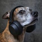 amazon-now-ships-fido’s-prescription-flea-meds-straight-to-your-door