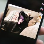 i-used-tiktok’s-new-ai-photo-tool-and-now-my-cat-has-two-heads.-send-help