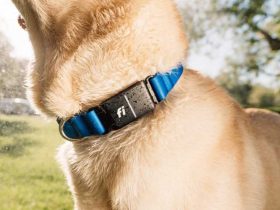 fi’s-series-3+-smart-dog-collar-gets-an-upgrade-with-ai-behavior-detection