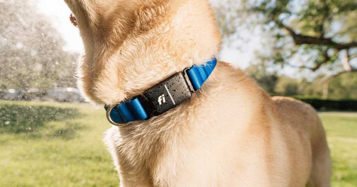 fi’s-series-3+-smart-dog-collar-gets-an-upgrade-with-ai-behavior-detection